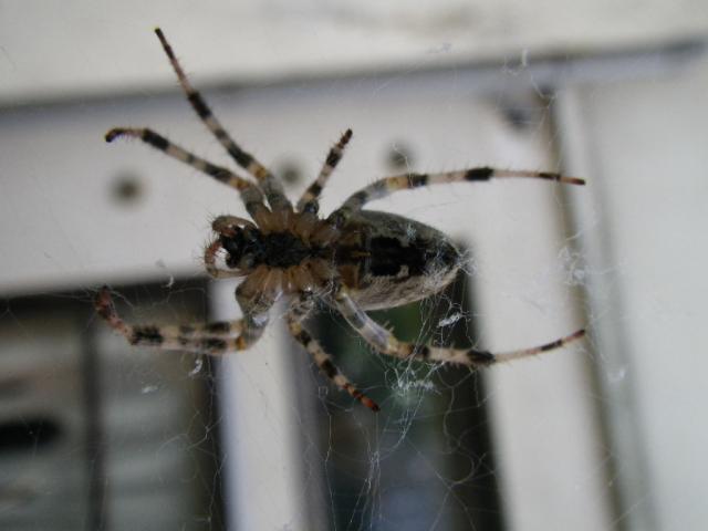 Araignée parisienne