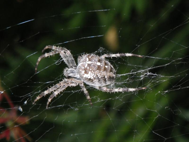 Araignée parisienne...une autre